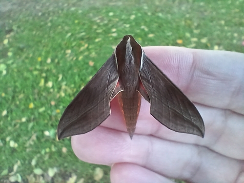 Swinhoe's Striated Hawkmoth