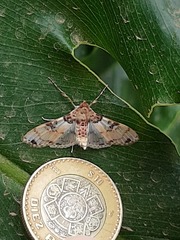Azochis rufidiscalis