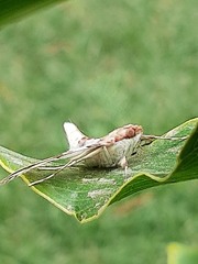 Azochis rufidiscalis
