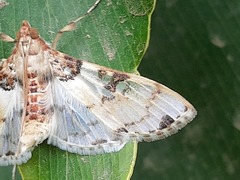 Azochis rufidiscalis