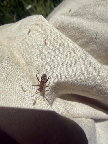 iNaturalist observation photo of Broad-headed Bugs
