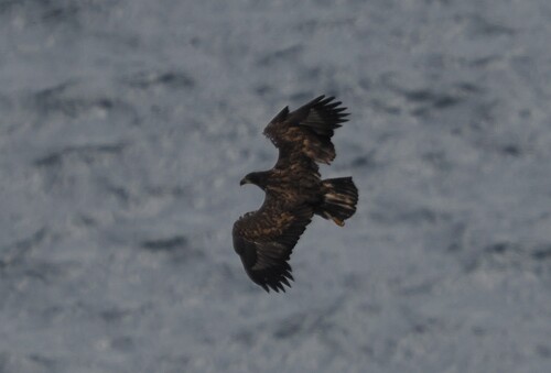 White-tailed Eagle