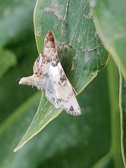 Azochis rufidiscalis