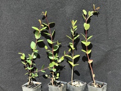 Eucalyptus aggregata