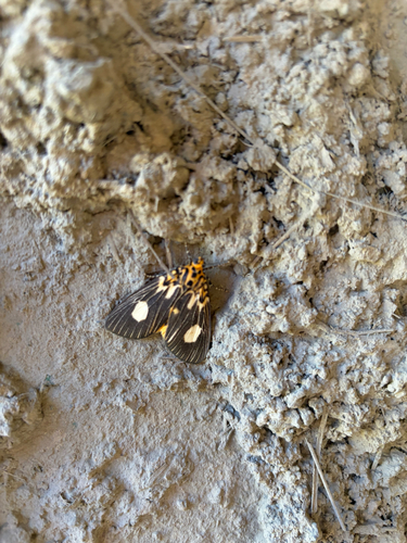 Two-spots Tiger Moth