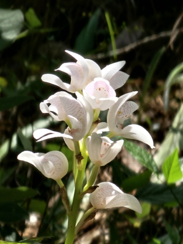 Govenia liliacea, photograph 4