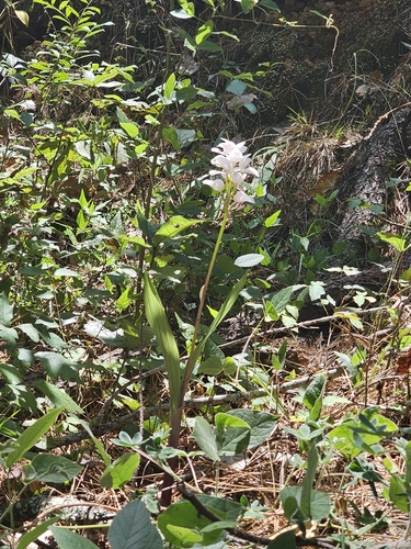 Govenia liliacea, photograph 5