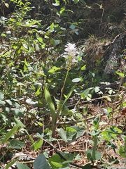 Govenia liliacea, photograph (c) Liliana Ramírez-Freire, some rights reserved (CC BY)