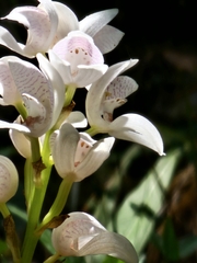 Govenia liliacea, photograph (c) Liliana Ramírez-Freire, some rights reserved (CC BY)