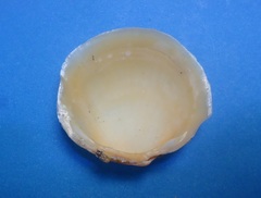 Phacoides pectinatus