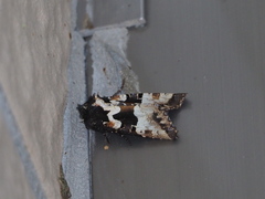 Phlogophora albovittata