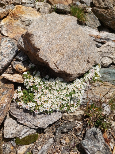 Androsace alpina, photograph 2