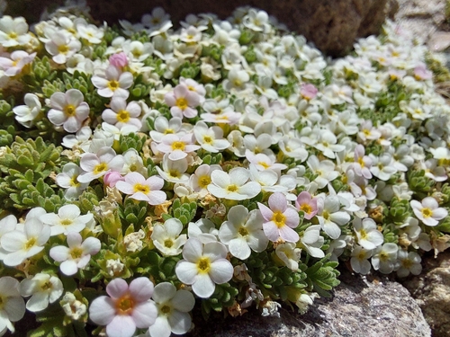 Androsace alpina, photograph 3