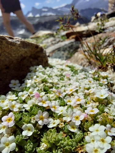 Androsace alpina, photograph 4