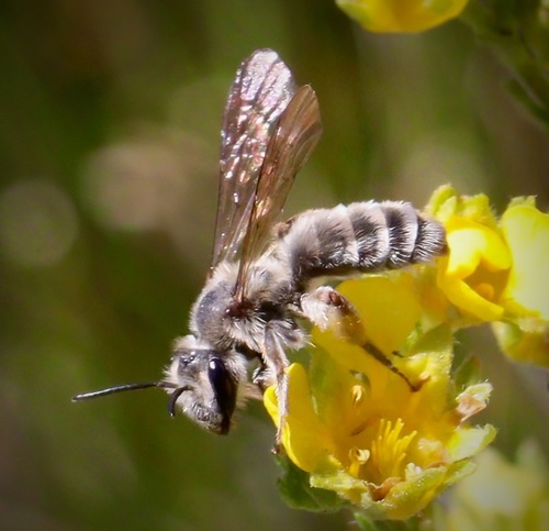 iNaturalist observation photo of Mining Bees