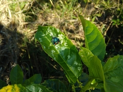 Anaxarchus pardalinus