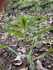 Liatris hesperelegans