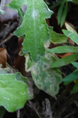 Stigmella ogygia