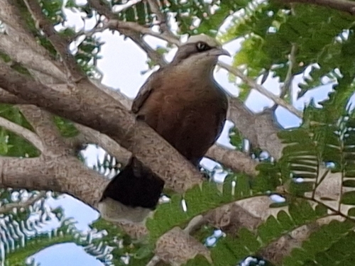 Gray-crowned Babbler