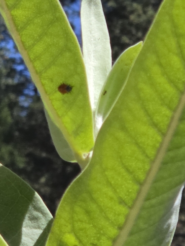 iNaturalist observation photo of Convergent Lady Beetle