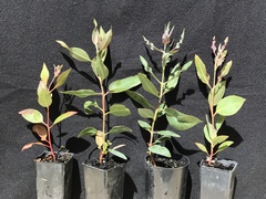 Eucalyptus clelandiorum