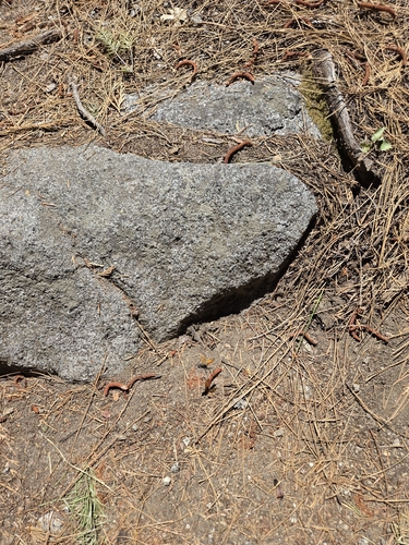 iNaturalist observation photo of Ants, Bees, Wasps, and Sawflies