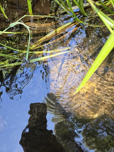 iNaturalist observation photo of North American Common Water Strider