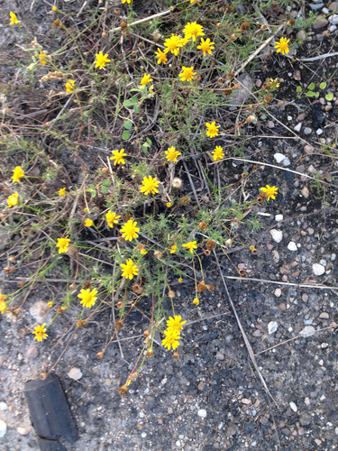 Thymophylla tenuiloba