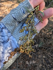 Artemisia palmeri