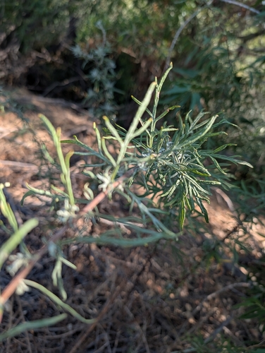 Artemisia palmeri, photograph 3