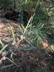 Artemisia palmeri, photograph (c) Millie Basden, some rights reserved (CC BY)