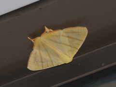 Ourapteryx sciticaudaria