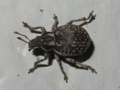 Philopedon plagiatum