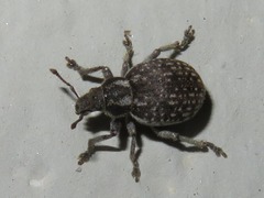 Philopedon plagiatum