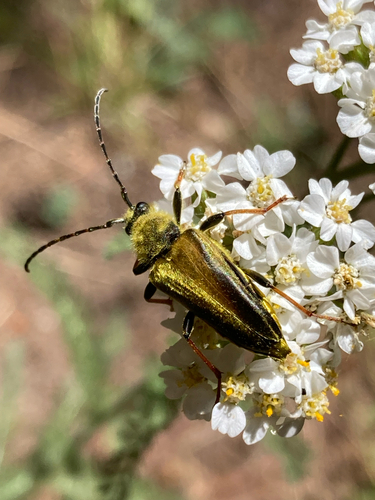 iNaturalist observation photo of Yellow Velvet Beetle