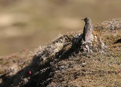 Chalcostigma olivaceum