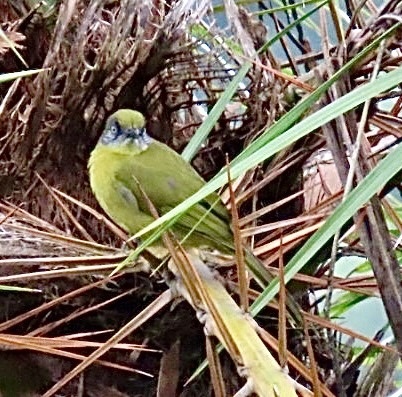 Olive-headed Greenbul (Arizelocichla striifacies)