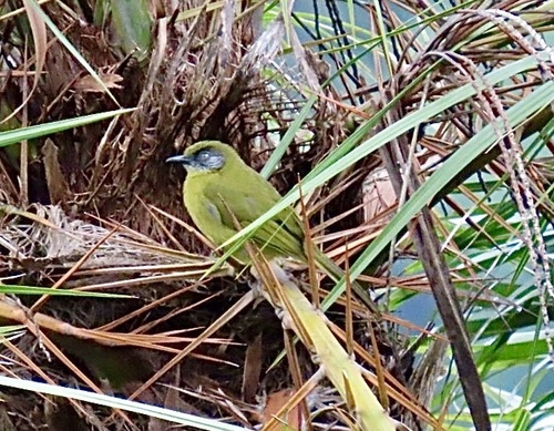 Olive-headed Greenbul (Arizelocichla striifacies), photo 2