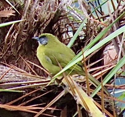 Olive-headed Greenbul (Arizelocichla striifacies), photo 5