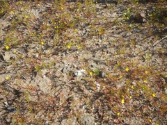 Camissonia strigulosa