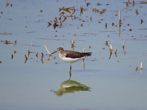 Solitary Sandpiper