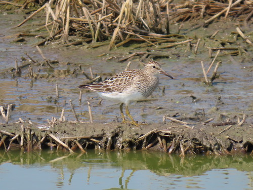 Pectoral Sandpiper