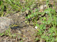 Phanogomphus kurilis