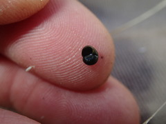 Fluminicola turbiniformis