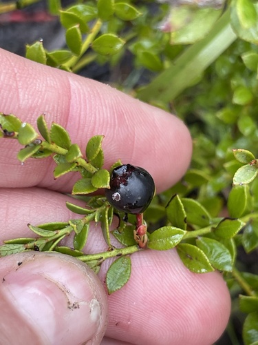 Vaccinium myrsinites, photograph 5