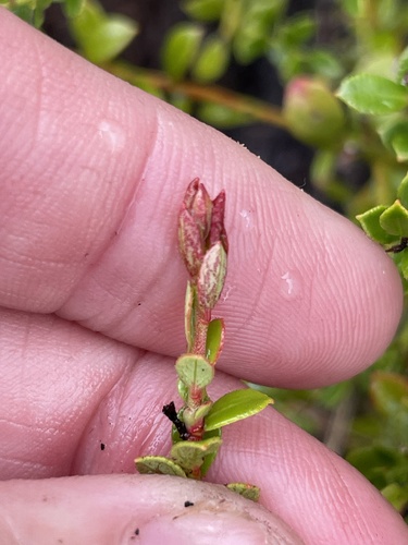 Vaccinium myrsinites, photograph 6