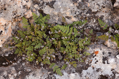 Myriopteris gracilis