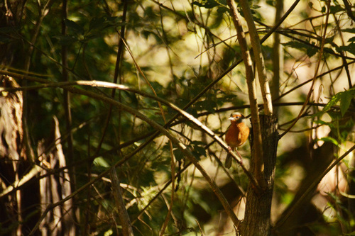 Rusty-browed Warbling Finch (Microspingus erythrophrys), photo 5