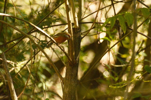 Rusty-browed Warbling Finch (Microspingus erythrophrys), photo 10