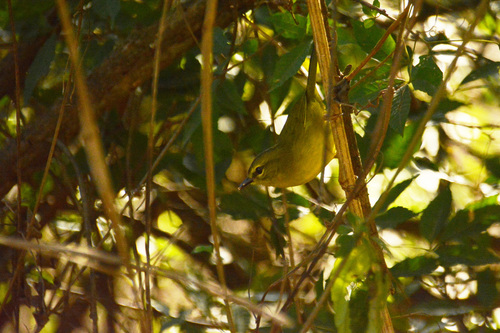 Two-banded Warbler (Myiothlypis bivittata), photo 6